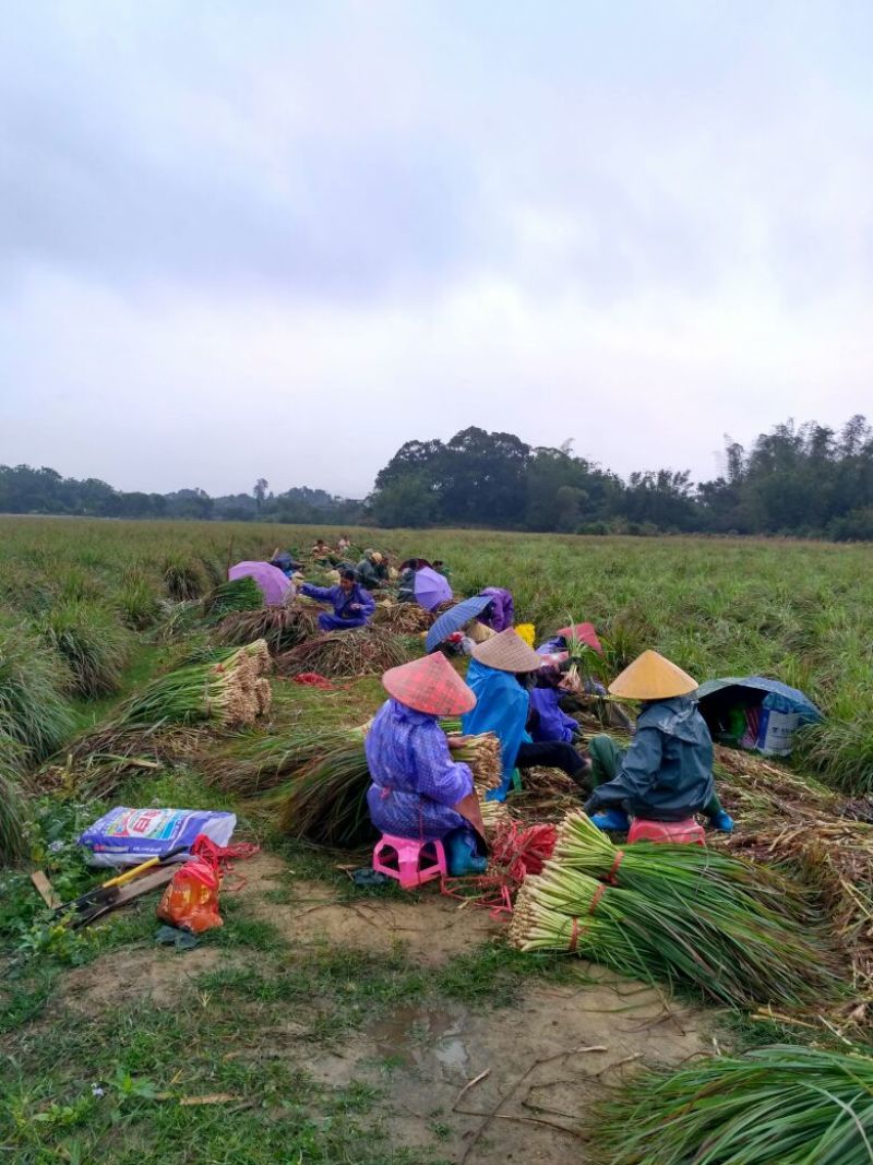 新鲜香茅，泰国香茅，越南香茅，基地直发，味香茎粗