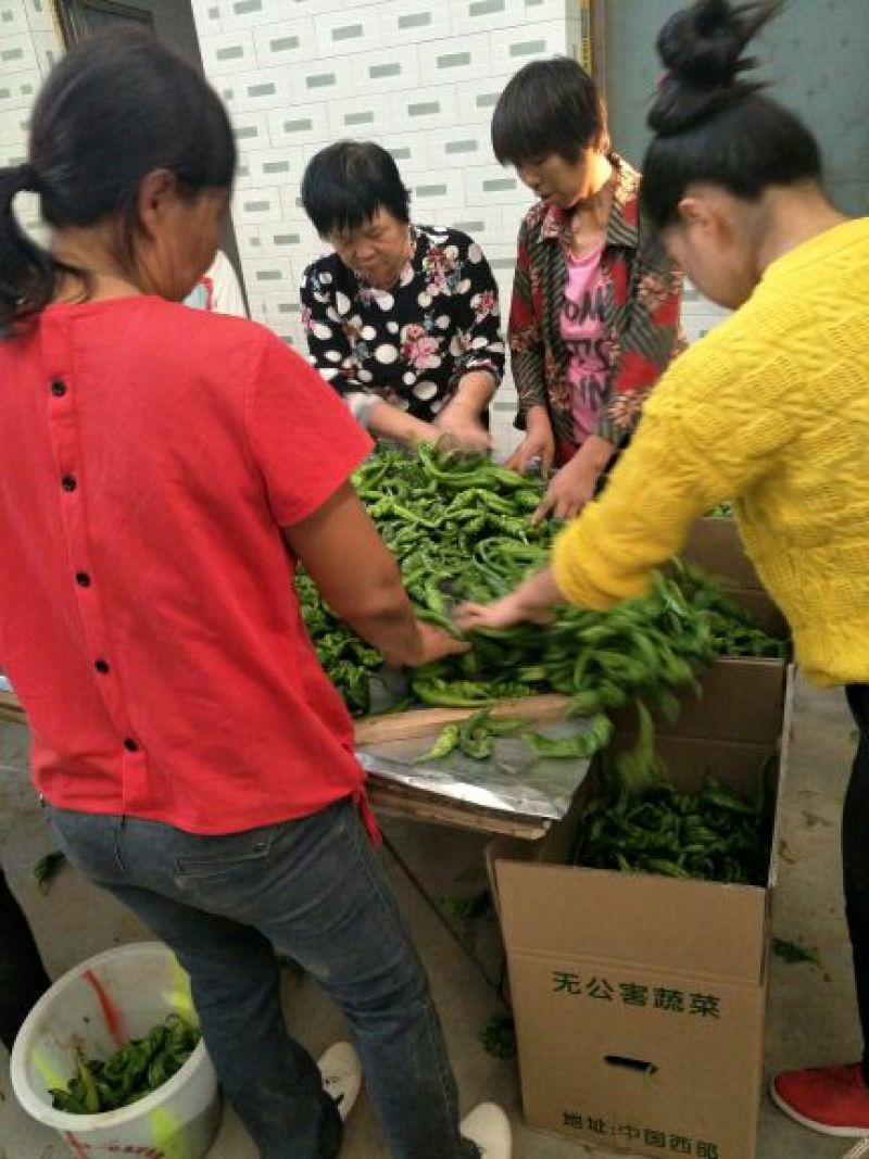 精品螺丝椒10~15厘米，质量上乘，产地直供，欢迎选