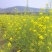 原生态大山深处自家蜂场速冻鲜蜂王浆