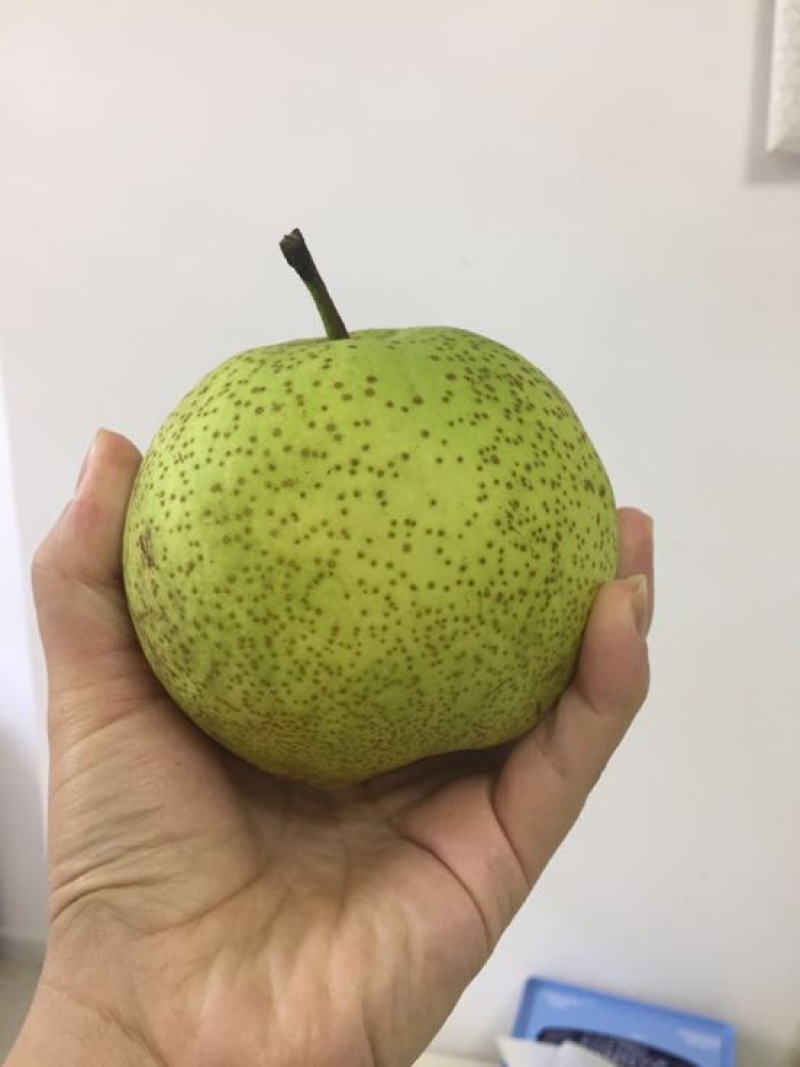 丰水梨
