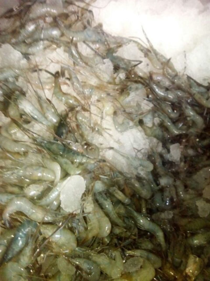 青虾食用26~30只/kg