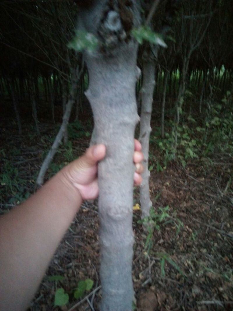 牡丹木槿4~6cm4~6cm3~3.5米
