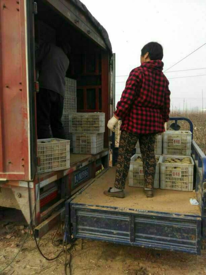 晚秋黄梨七两起纸加膜、包吃饭包上车