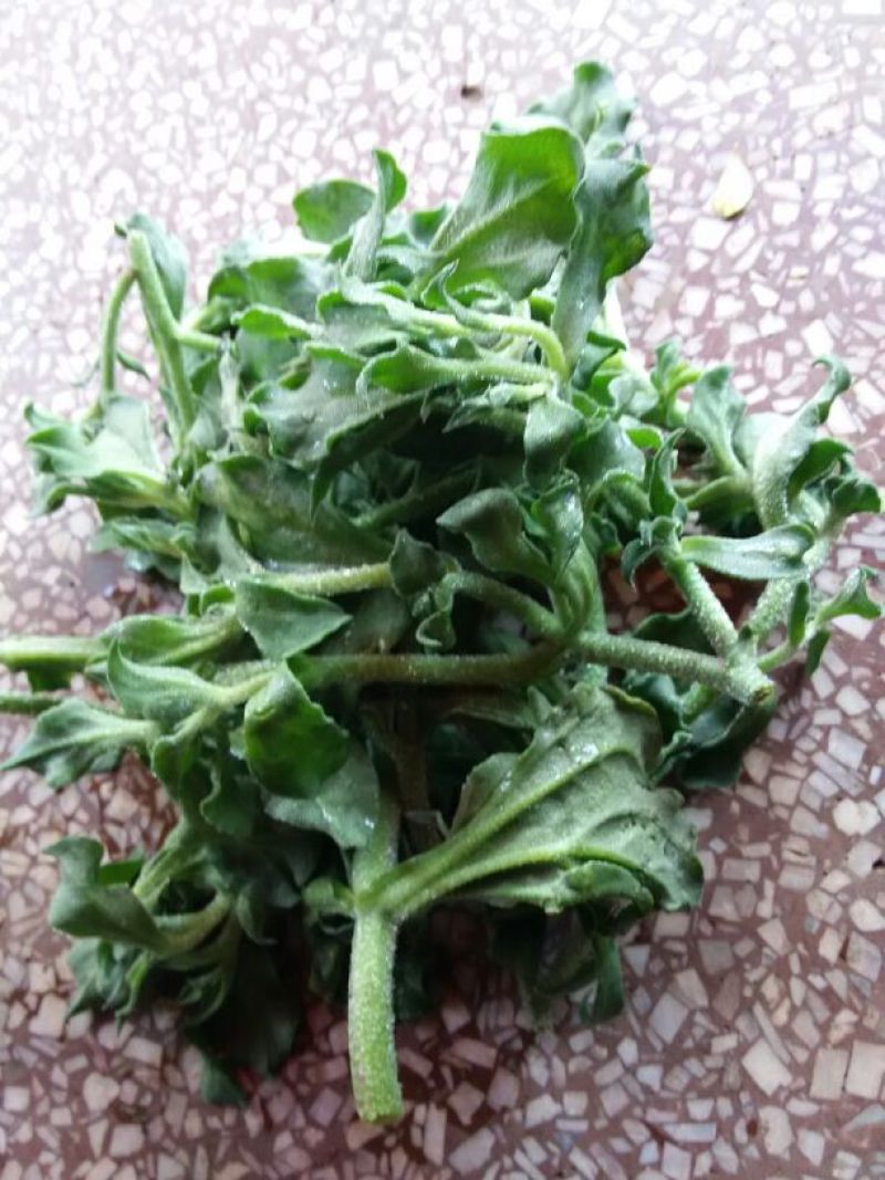蔬菜