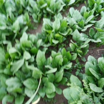 大叶菠菜30~35厘米