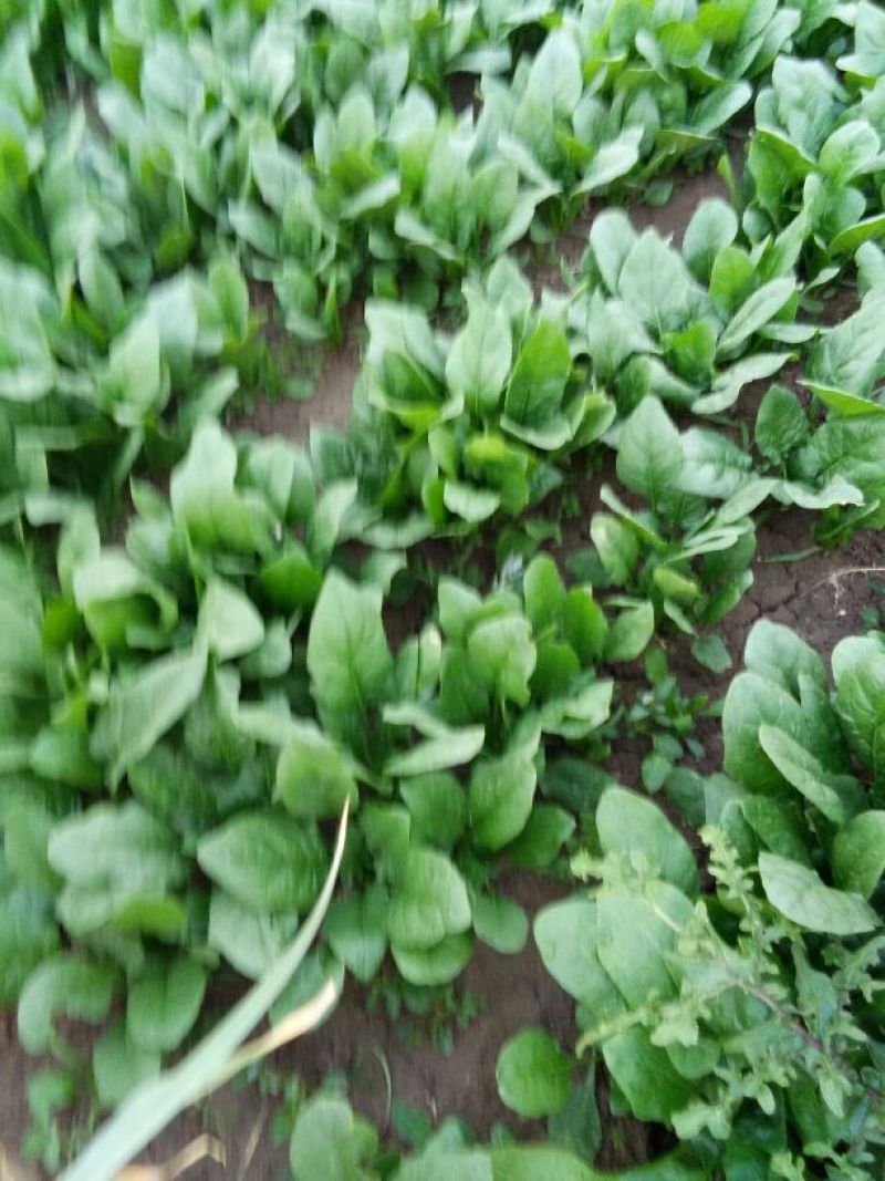 大叶菠菜30~35厘米