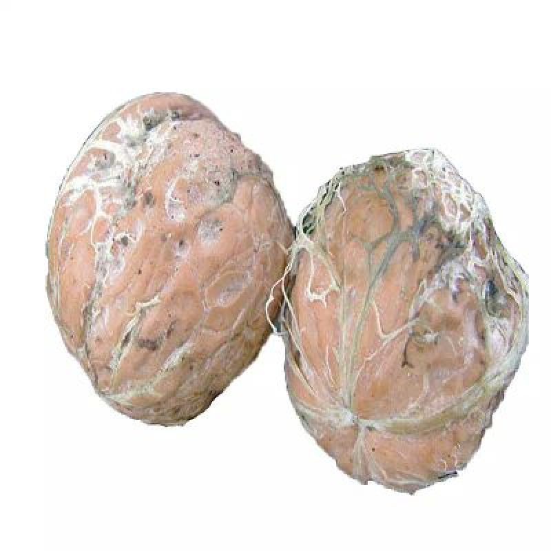野生核桃去皮干