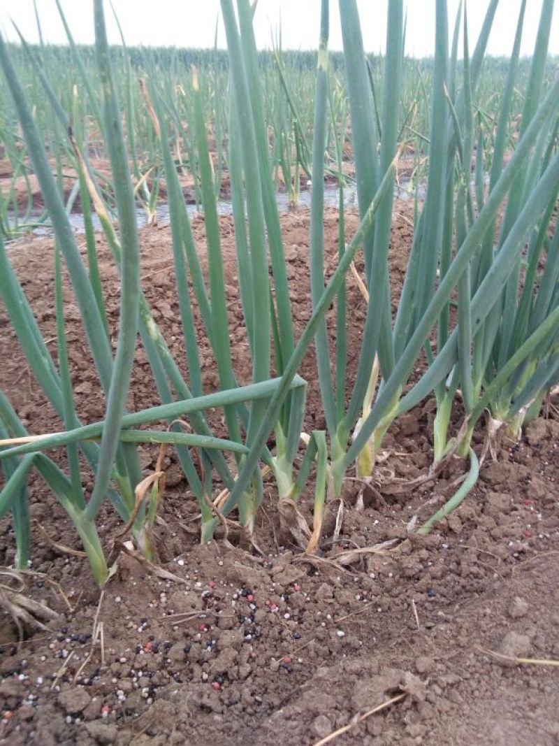 章丘大葱35~40cm毛葱3cm左右