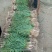 四季小葱35~40cm