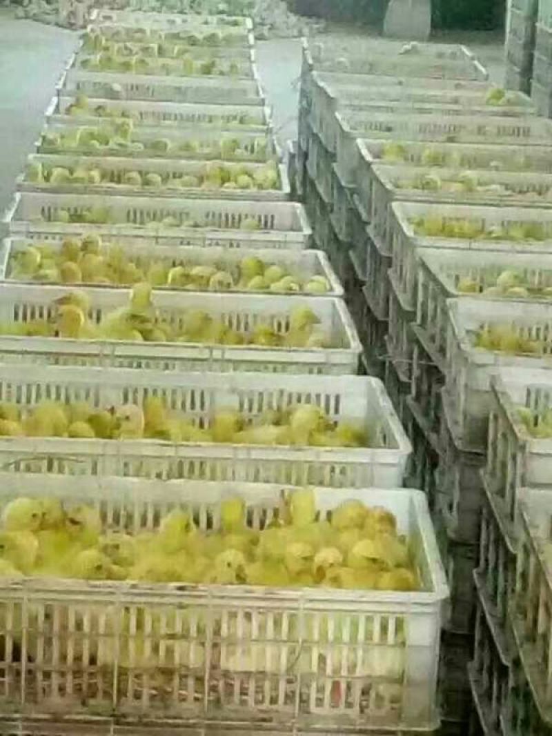 四季鹅苗250g以下