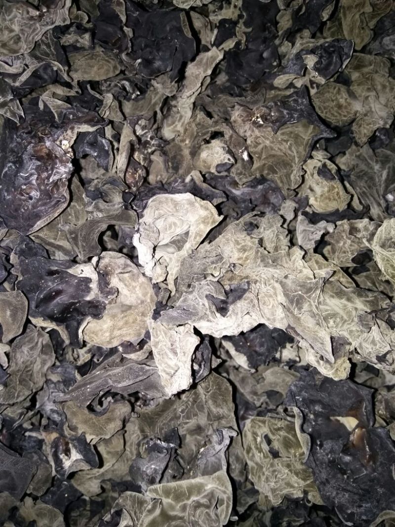 黑木耳一级