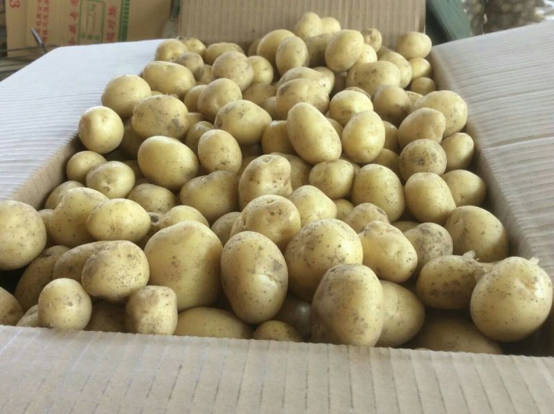 荷兰十五黄心黄心小土豆1两以下，油炸专用小土豆