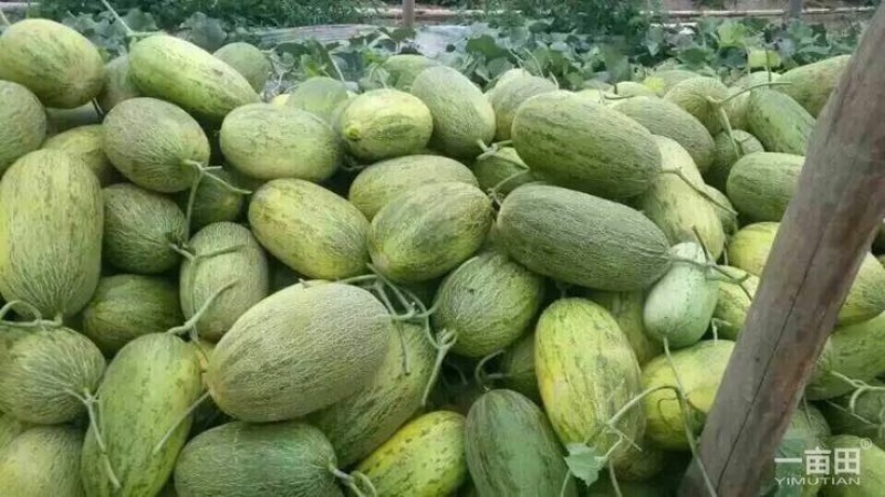 西州蜜瓜