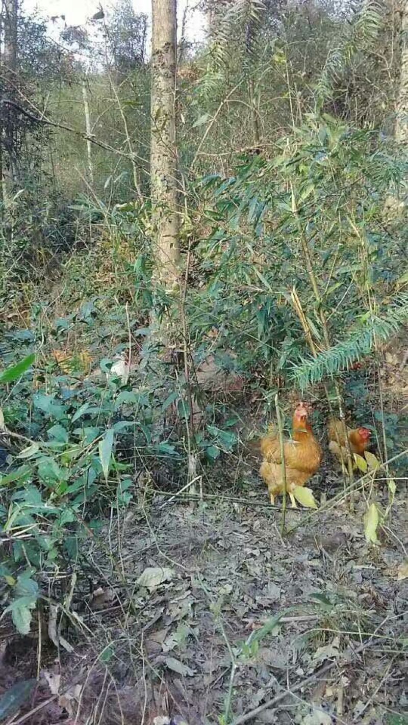 土鸡蛋食用50g以下