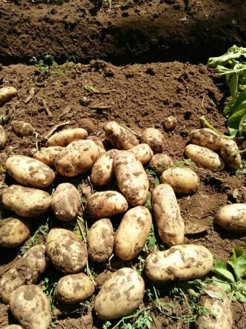 河北张家口沽源内蒙荷兰十五土豆3两以上，量大从优!
