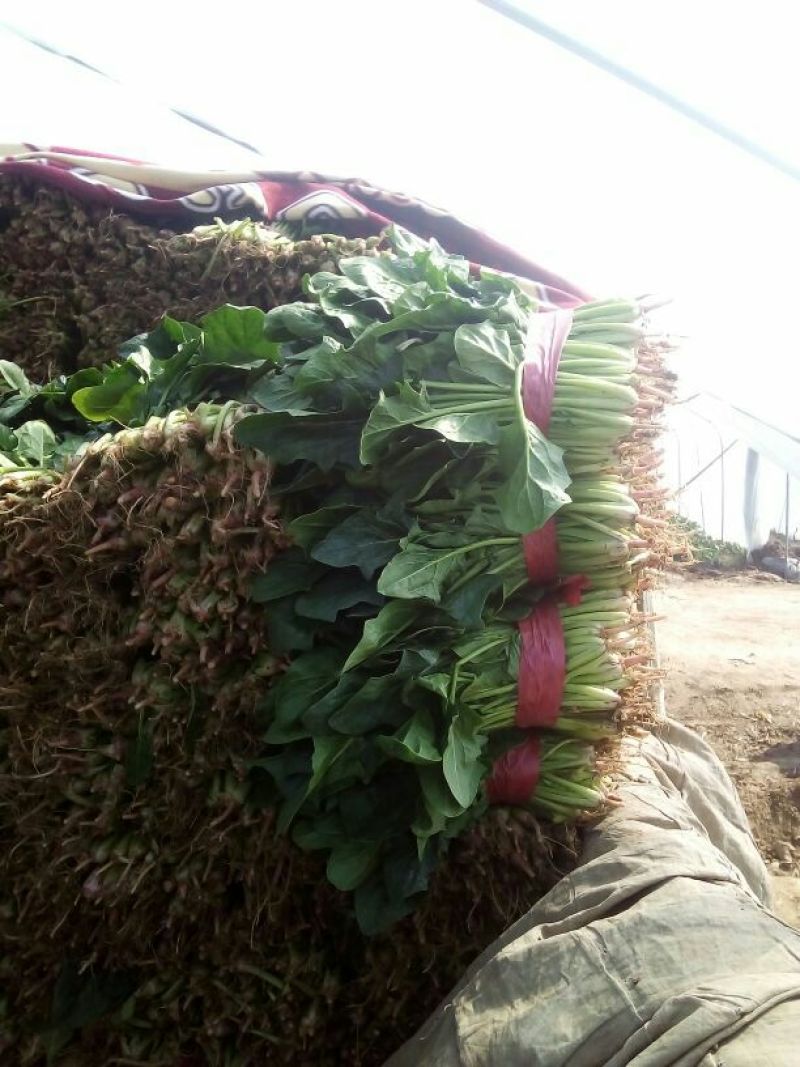 大叶菠菜
