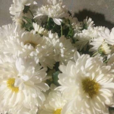 怀菊花散装