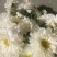 怀菊花散装
