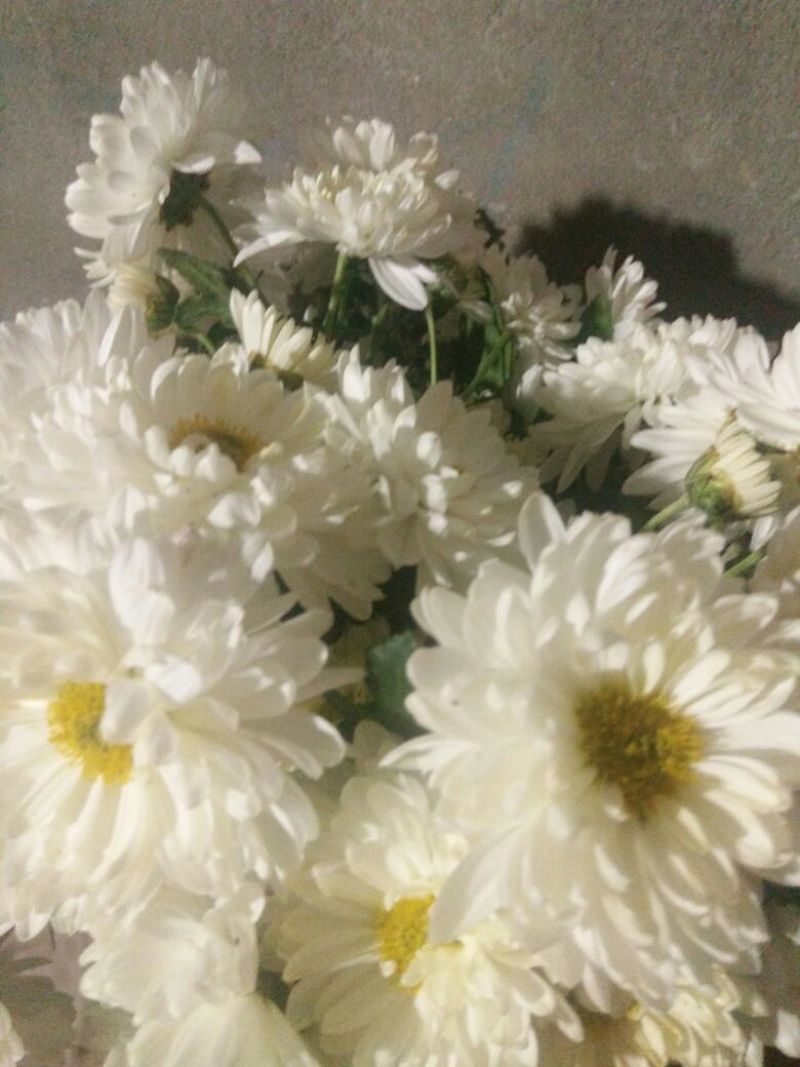 怀菊花散装