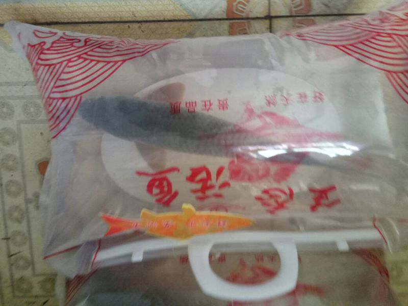 黄鲤鱼食用2~3公斤