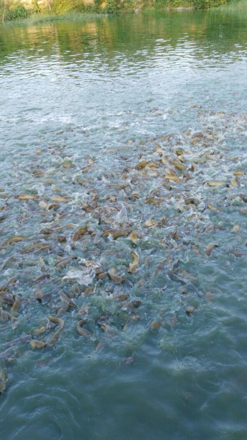 胡子鲶食用