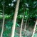 美丽异木棉3.5~4m12~14cm