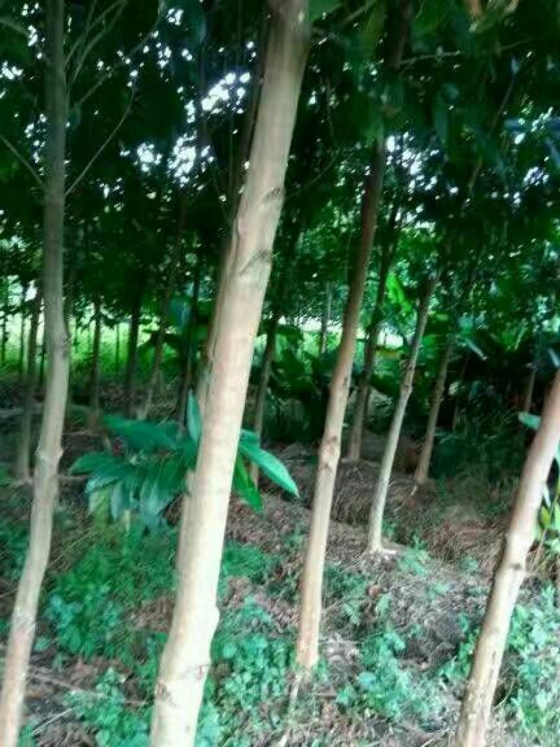美丽异木棉3.5~4m12~14cm