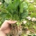 菠菜10~15厘米