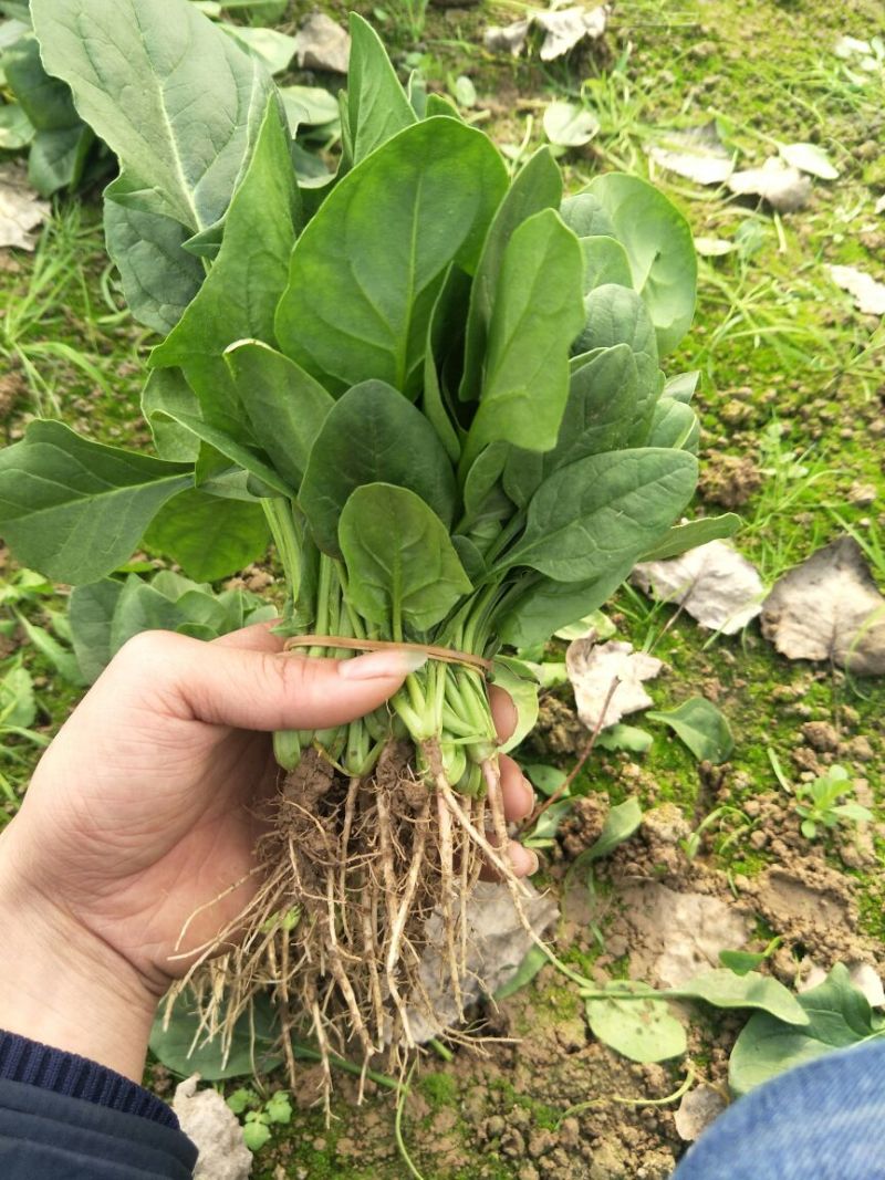 菠菜10~15厘米