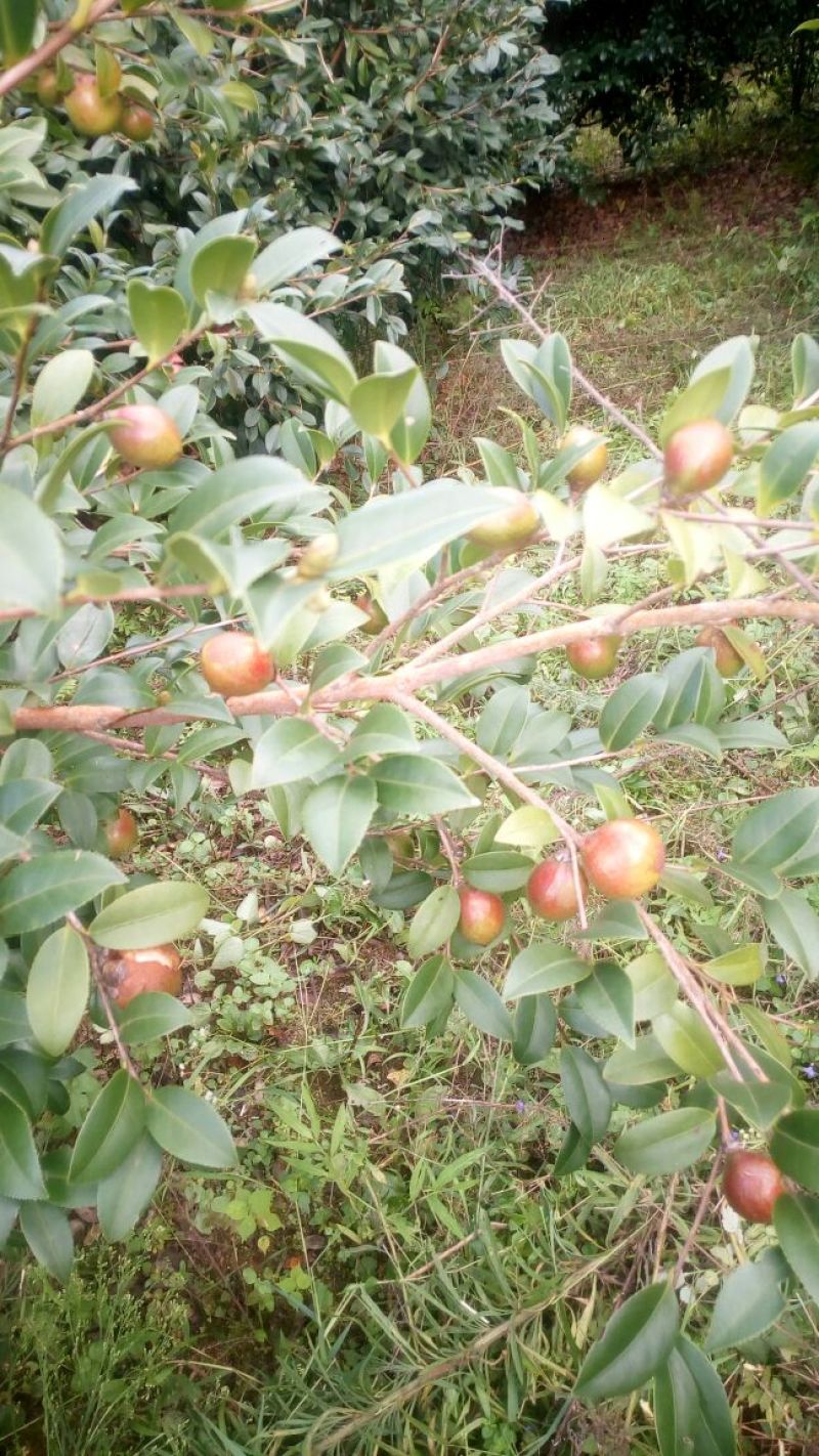 油茶籽99%以上