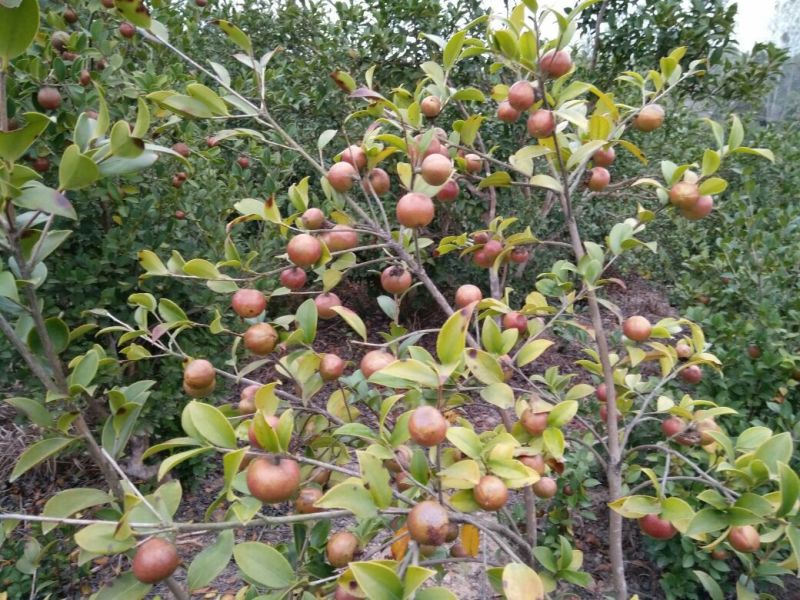 茶油