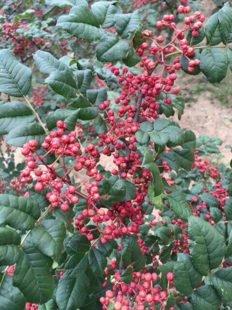 花椒苗1~2年