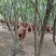 肉杂鸡散养6~7斤