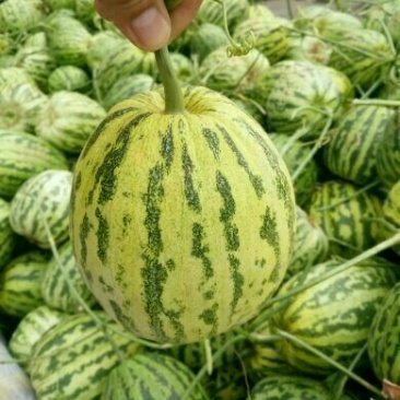 花蕾一号甜瓜，产地直销，实力代办！品种上百种