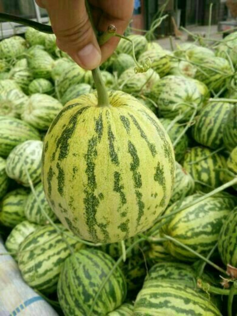 花蕾一号甜瓜，产地直销，实力代办！品种上百种