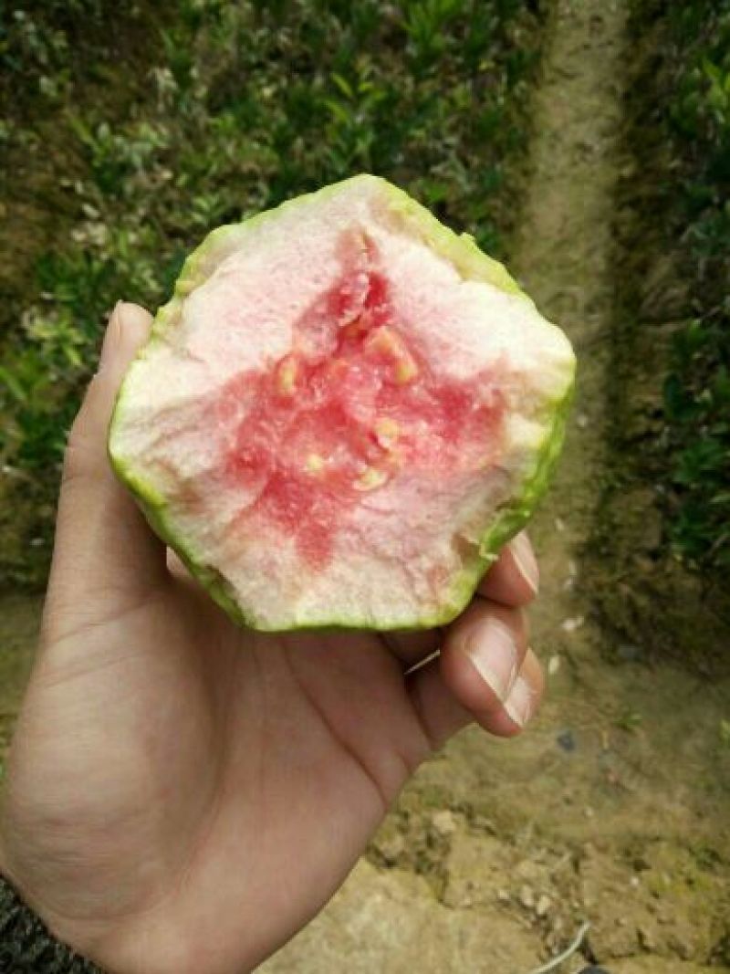 西瓜番石榴苗红心西瓜番石榴，白心的珍珠