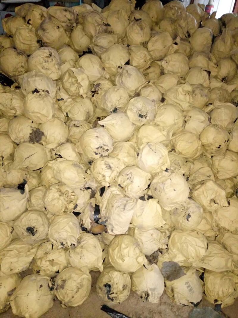 晚秋黄梨600g以上纸袋