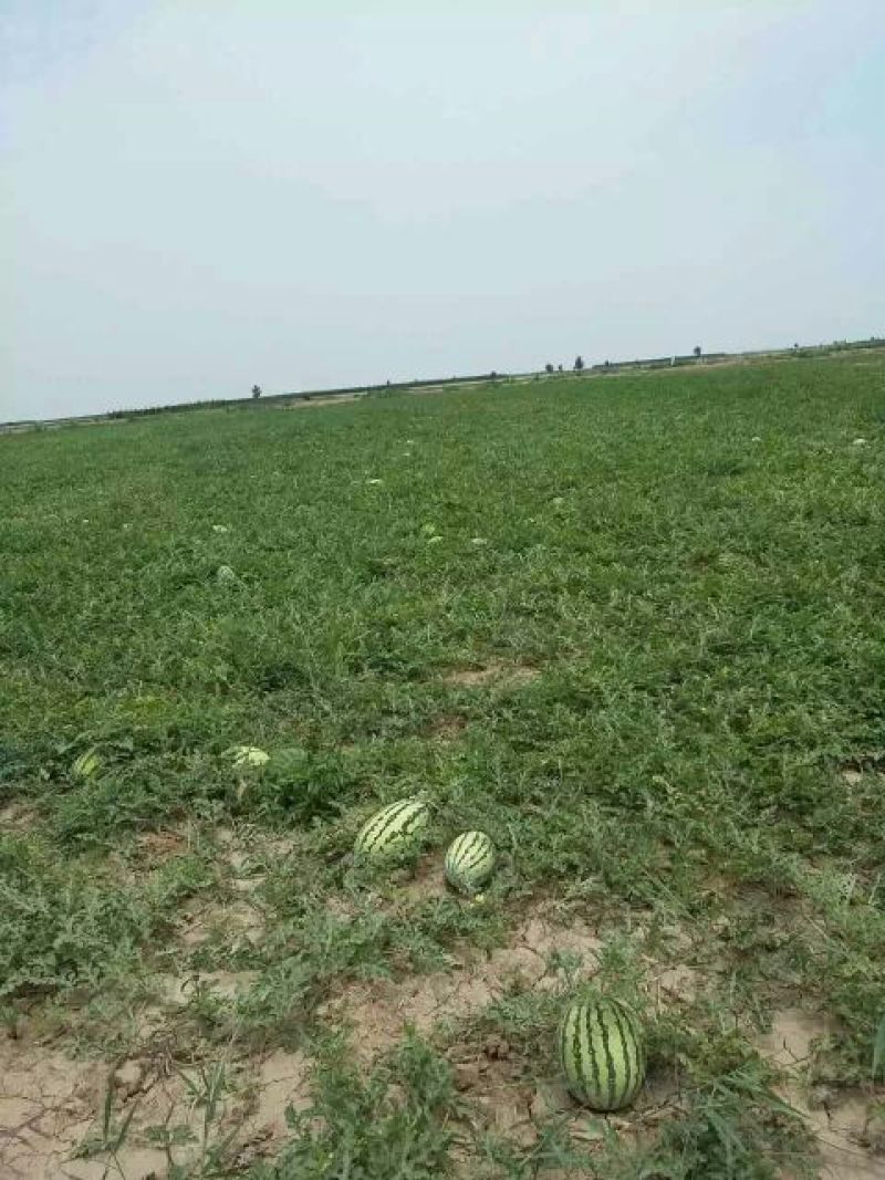 西农8号西瓜10斤打底9成熟1茬