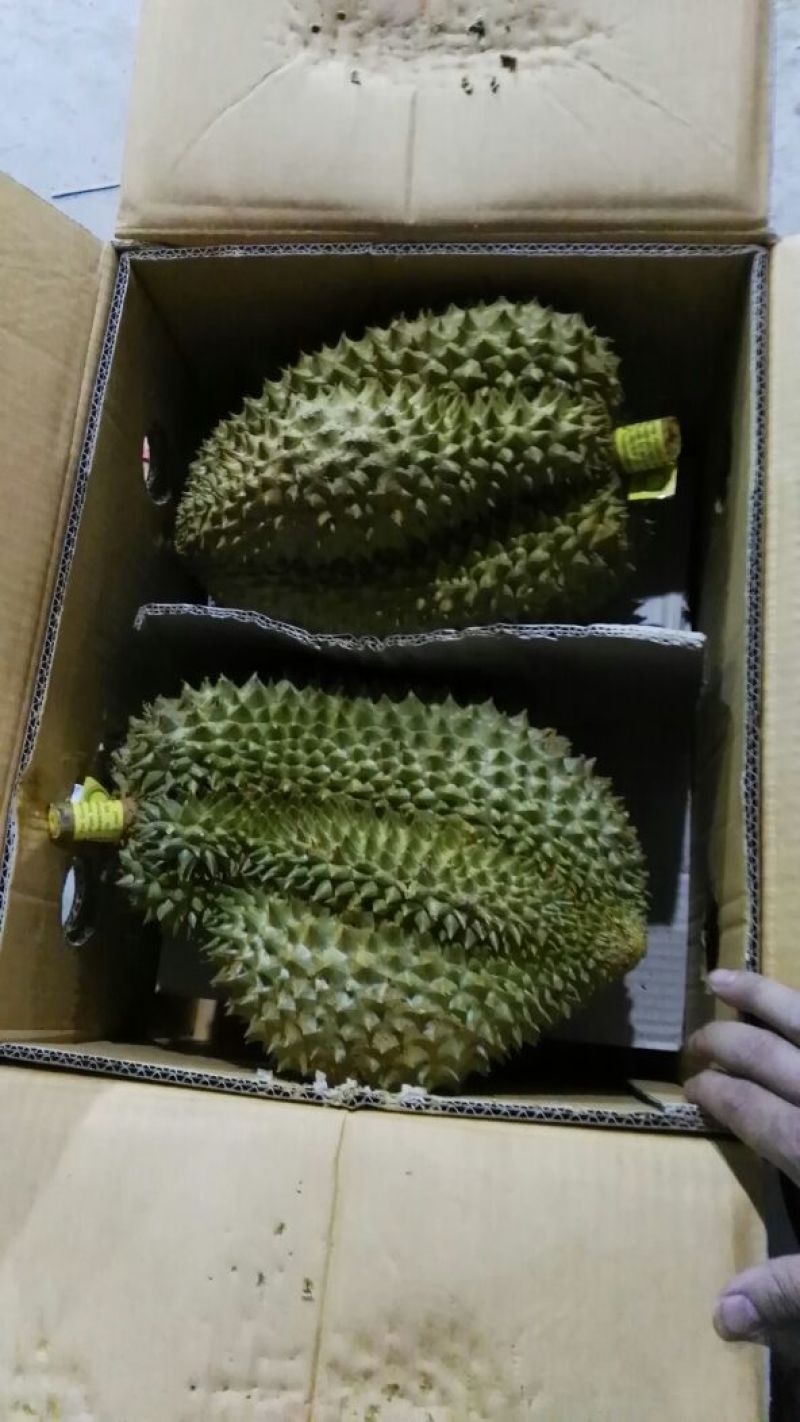 泰国榴莲