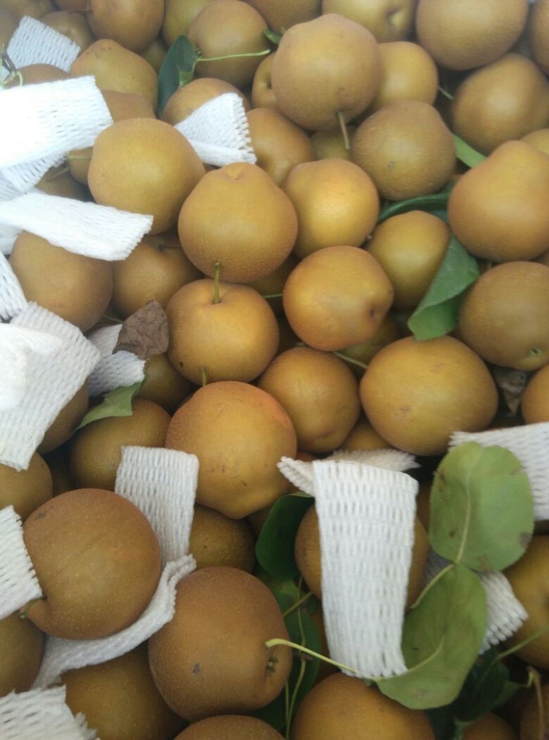 大黄梨200~250g光果