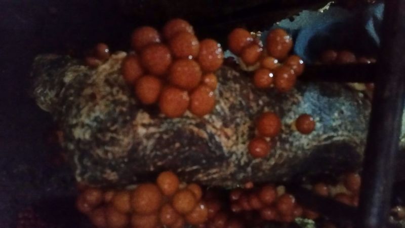 滑子菇鲜品