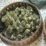 狮头鹅苗250g以上