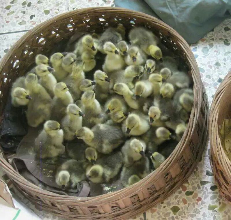 狮头鹅苗250g以上