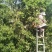 古树茶特级