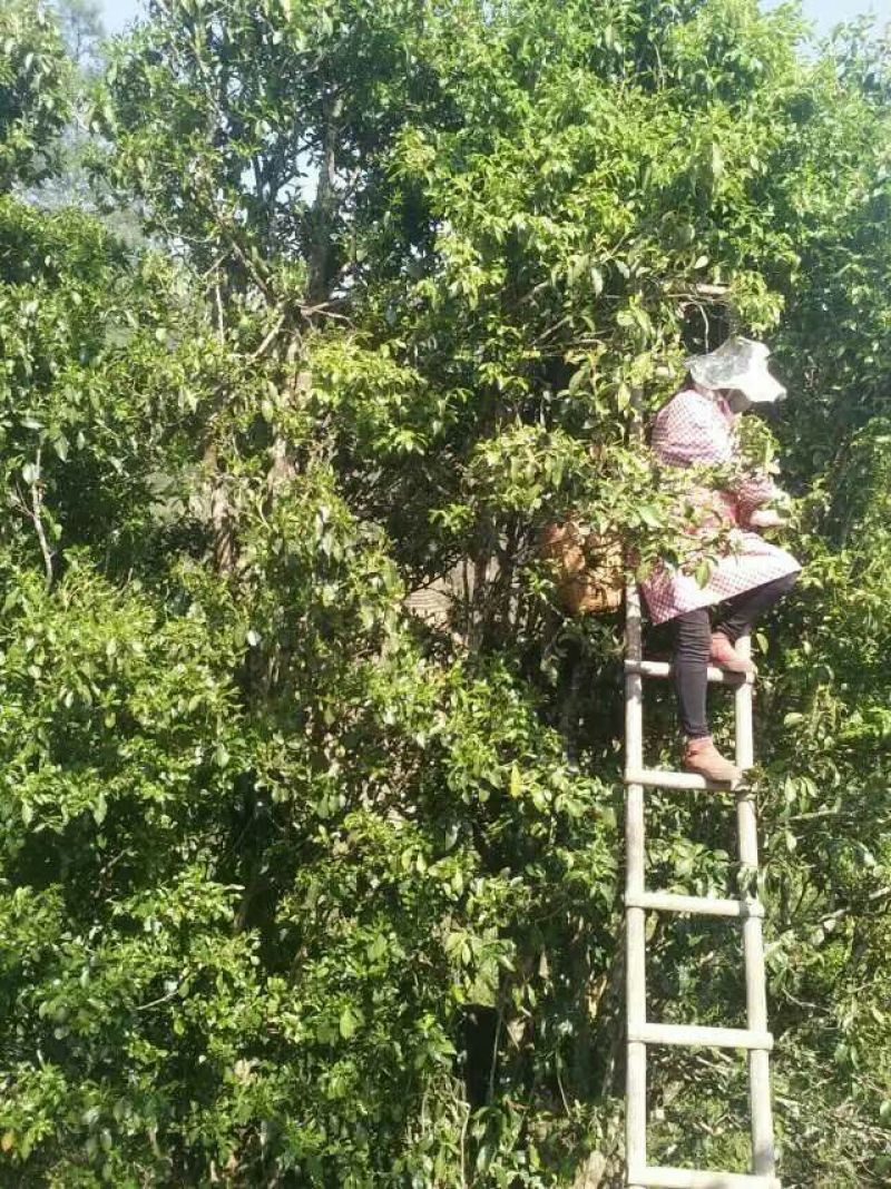 古树茶特级