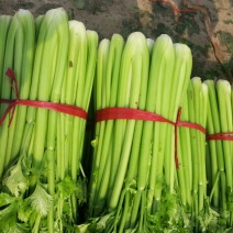 芹菜60cm以上