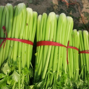 芹菜60cm以上