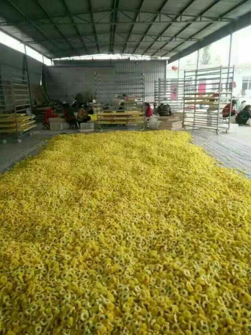 皇菊茶特级
