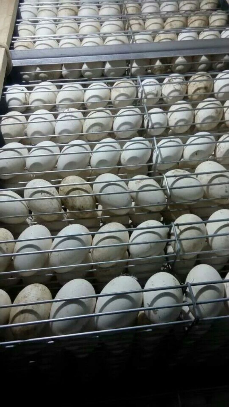 三花鹅苗250g以下