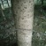 四川自贡荣县黄金桂花树1~2米2~4cm1.5~2米